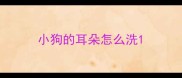 小狗的耳朵怎么洗