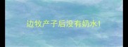 边牧产子后没有奶水