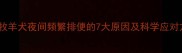 边境牧羊犬夜间频繁排便的7大原因及科学应对方案