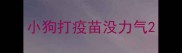 小狗打疫苗没力气