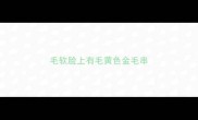 毛软脸上有毛黄色金毛串