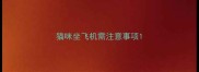 猫咪坐飞机需注意事项