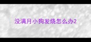 没满月小狗发烧怎么办