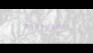 黑色拉布拉多两月