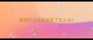 狗狗打过疫苗感冒了怎么办