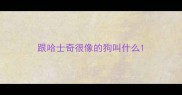 跟哈士奇很像的狗叫什么