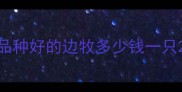 品种好的边牧多少钱一只