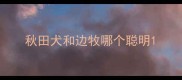秋田犬和边牧哪个聪明