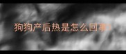 狗狗产后热是怎么回事
