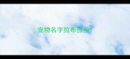 宠物名字拉布拉多