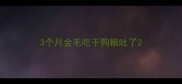 3个月金毛吃干狗粮吐了