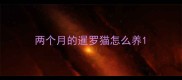 两个月的暹罗猫怎么养