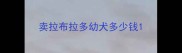 卖拉布拉多幼犬多少钱