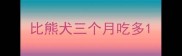 比熊犬三个月吃多