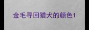 金毛寻回猎犬的颜色