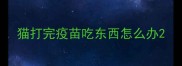 猫打完疫苗吃东西怎么办