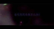 金毛狗耳朵臭怎么办