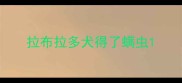 拉布拉多犬得了螨虫