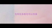 拉布拉多脱毛可以洗澡