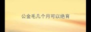公金毛几个月可以绝育