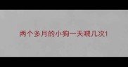 两个多月的小狗一天喂几次