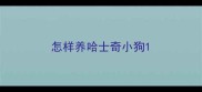 怎样养哈士奇小狗