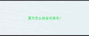 夏天怎么给金毛修毛