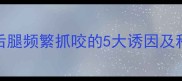 边境牧羊犬后腿频繁抓咬的5大诱因及科学应对指南