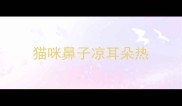 猫咪鼻子凉耳朵热