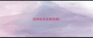 边牧幼犬皮肤结痂