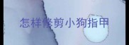 怎样修剪小狗指甲