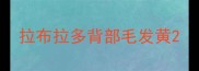 拉布拉多背部毛发黄