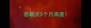 恶霸犬5个月高度