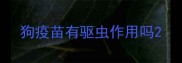 狗疫苗有驱虫作用吗