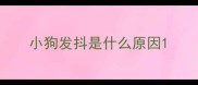 小狗发抖是什么原因