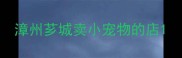 漳州芗城卖小宠物的店