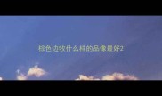棕色边牧什么样的品像最好