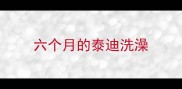 六个月的泰迪洗澡