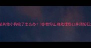 狗狗被其他小狗咬了怎么办3步教你正确处理伤口并预防狂犬病