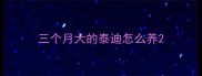 三个月大的泰迪怎么养