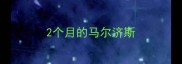 2个月的马尔济斯