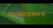 深圳福田宠物市场