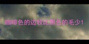 咖啡色的边牧比黑色的毛少