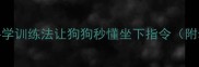 30天快速掌握科学训练法让狗狗秒懂坐下指令附幼犬训练全流程