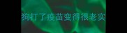 狗打了疫苗变得很老实