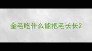 金毛吃什么能把毛长长