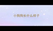 小狗狗长什么样子