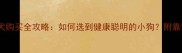 拉布拉多幼犬购买全攻略如何选到健康聪明的小狗附靠谱渠道清单