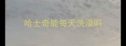 哈士奇能每天洗澡吗