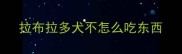 拉布拉多犬不怎么吃东西